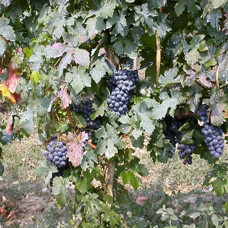 Appartamento Il Castello Delle Fiabe Scandeluzza